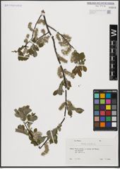 Foto von Salix aurita L.